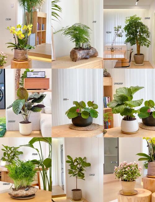 室内花卉种植有哪些实用技巧？-图1