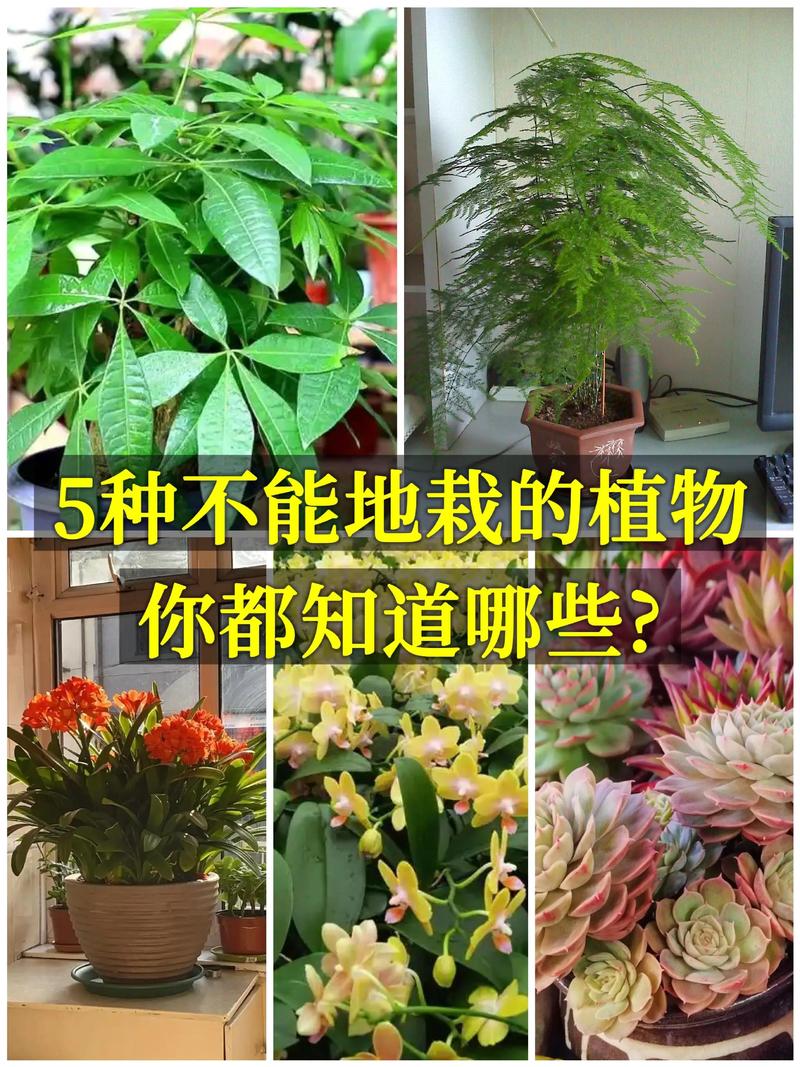室内花卉种植有哪些实用技巧？-图3