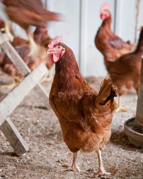 什么品种母鸡易孵蛋？-图1