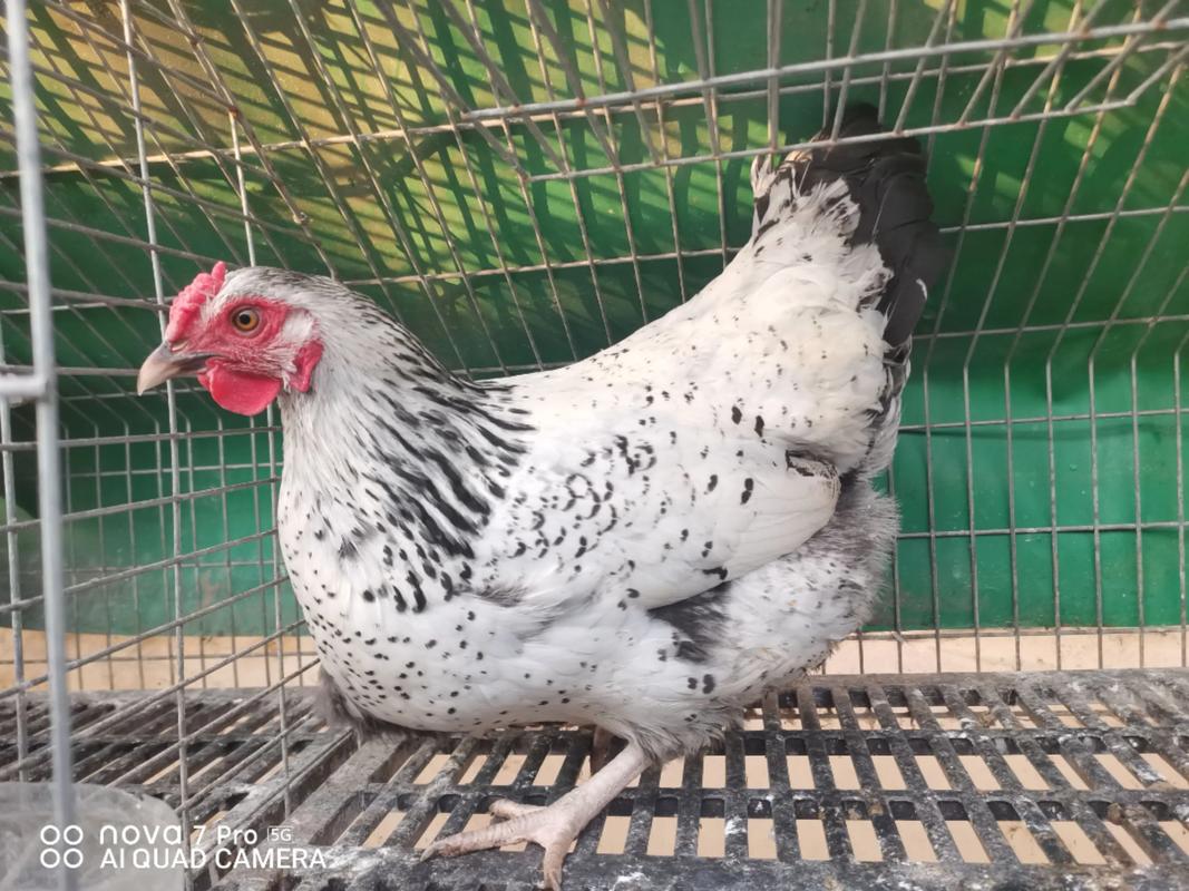 什么品种母鸡易孵蛋？-图3