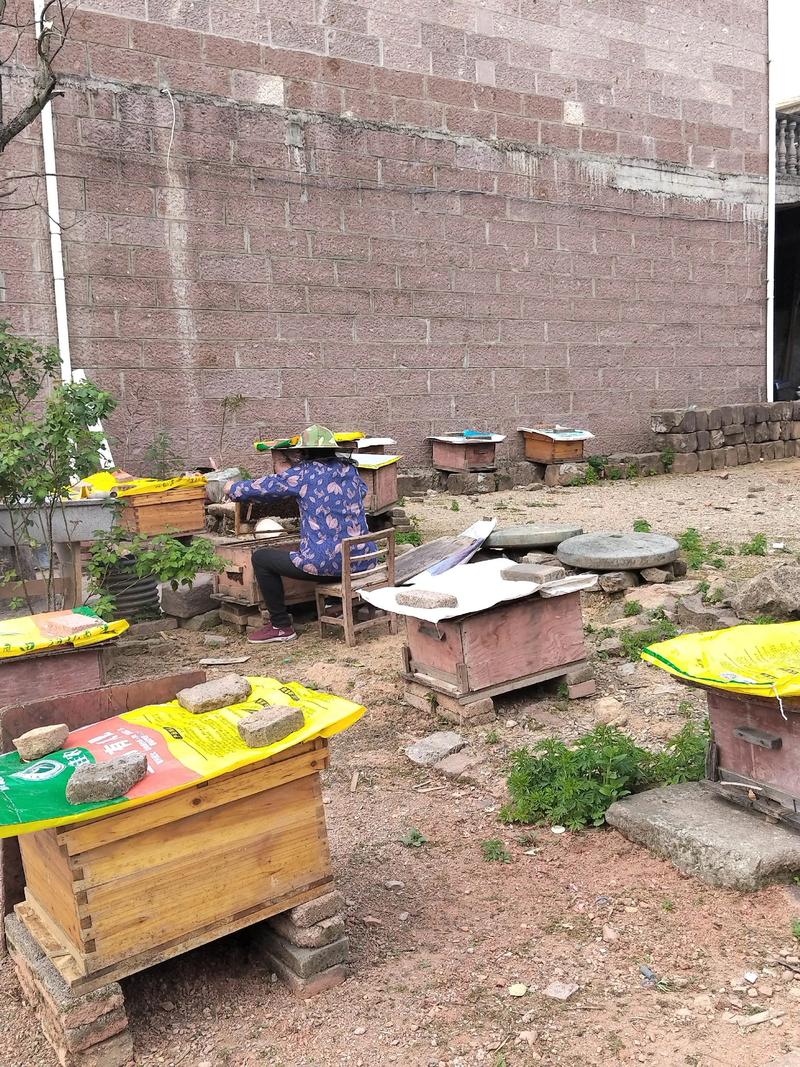 蜜蜂养殖加盟怎么操作？-图1