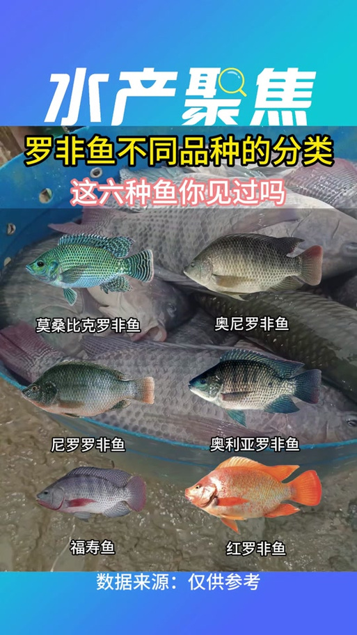 哪种罗非鱼品种生长最快？-图2