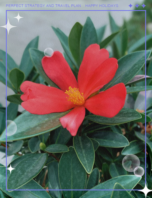 茶花叶子好看的品种有哪些?-图1 茶花叶子好看的品种有哪些?-图1