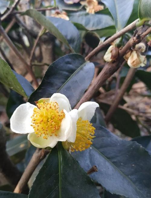 茶花叶子好看的品种有哪些?-图2 茶花叶子好看的品种有哪些?-图2