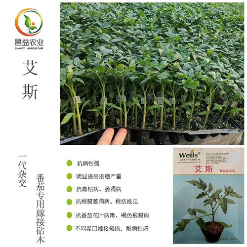 番茄连种嫁接砧木品种怎么选？-图1