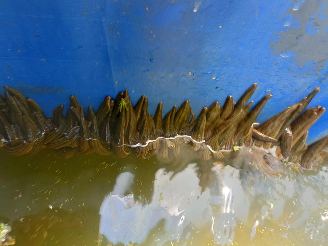 养殖水蛭投资技术难点有哪些?-图1 养殖水蛭投资技术难点有哪些?-图1