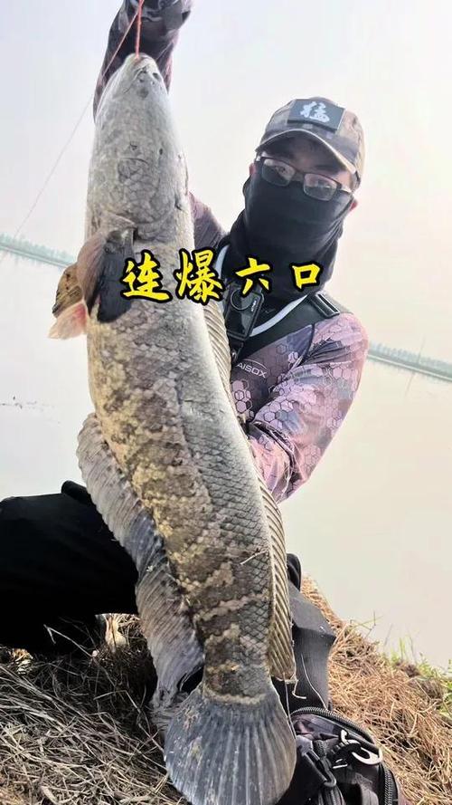 黑鱼品种最大的是哪种？-图2