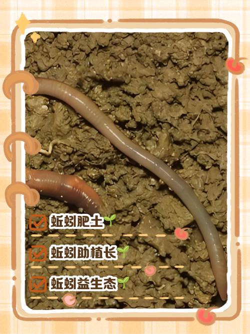 什么蚯蚓品种繁殖最快？-图1