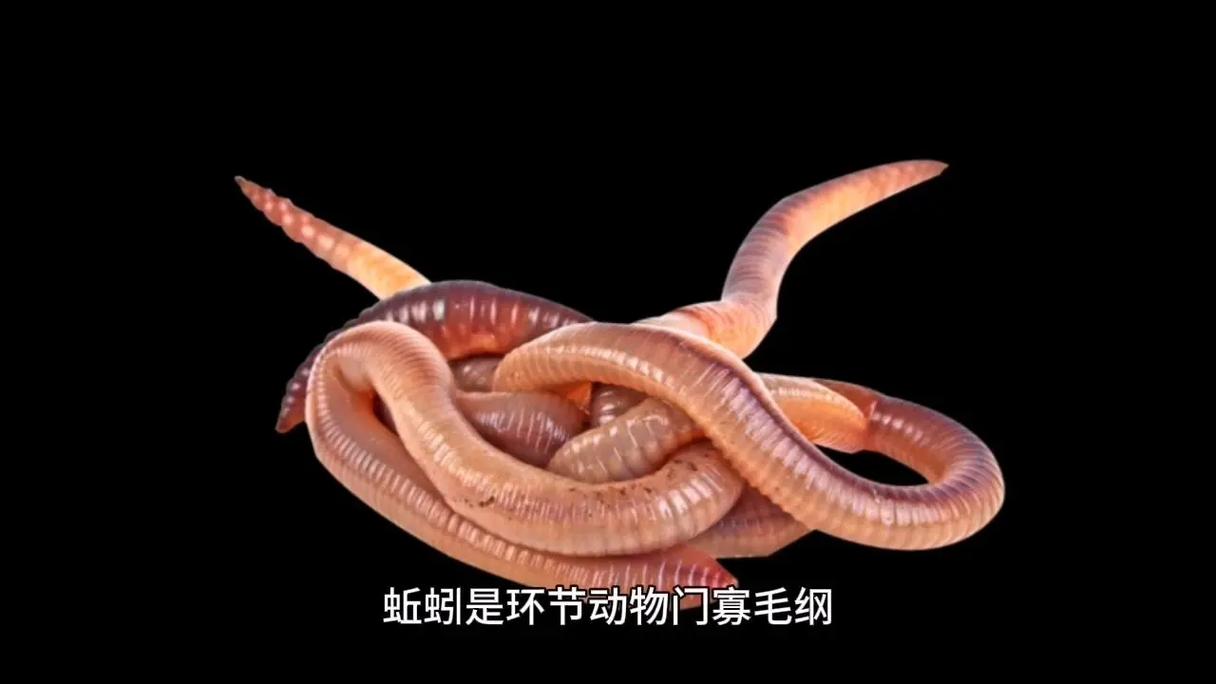 什么蚯蚓品种繁殖最快？-图2