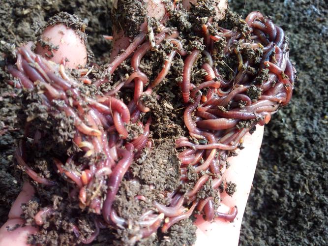 什么蚯蚓品种繁殖最快？-图3
