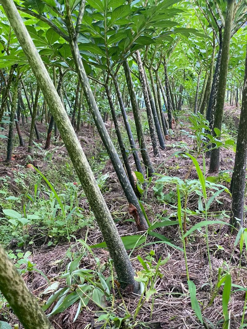 大个魔芋种植技术视频-图1