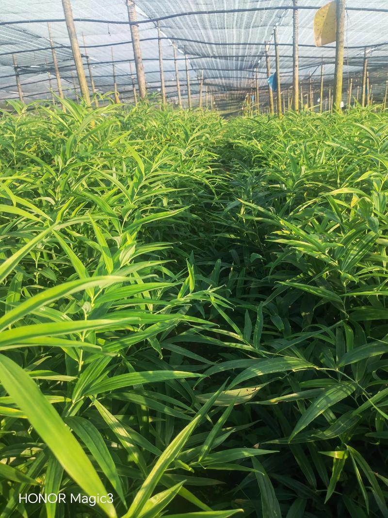 黄精种植技术有哪些？图片怎么种？-图1