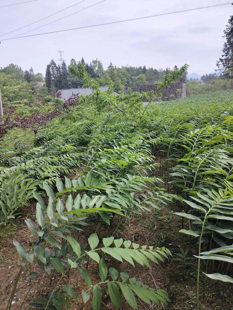 黄精种植技术有哪些？图片怎么种？-图2