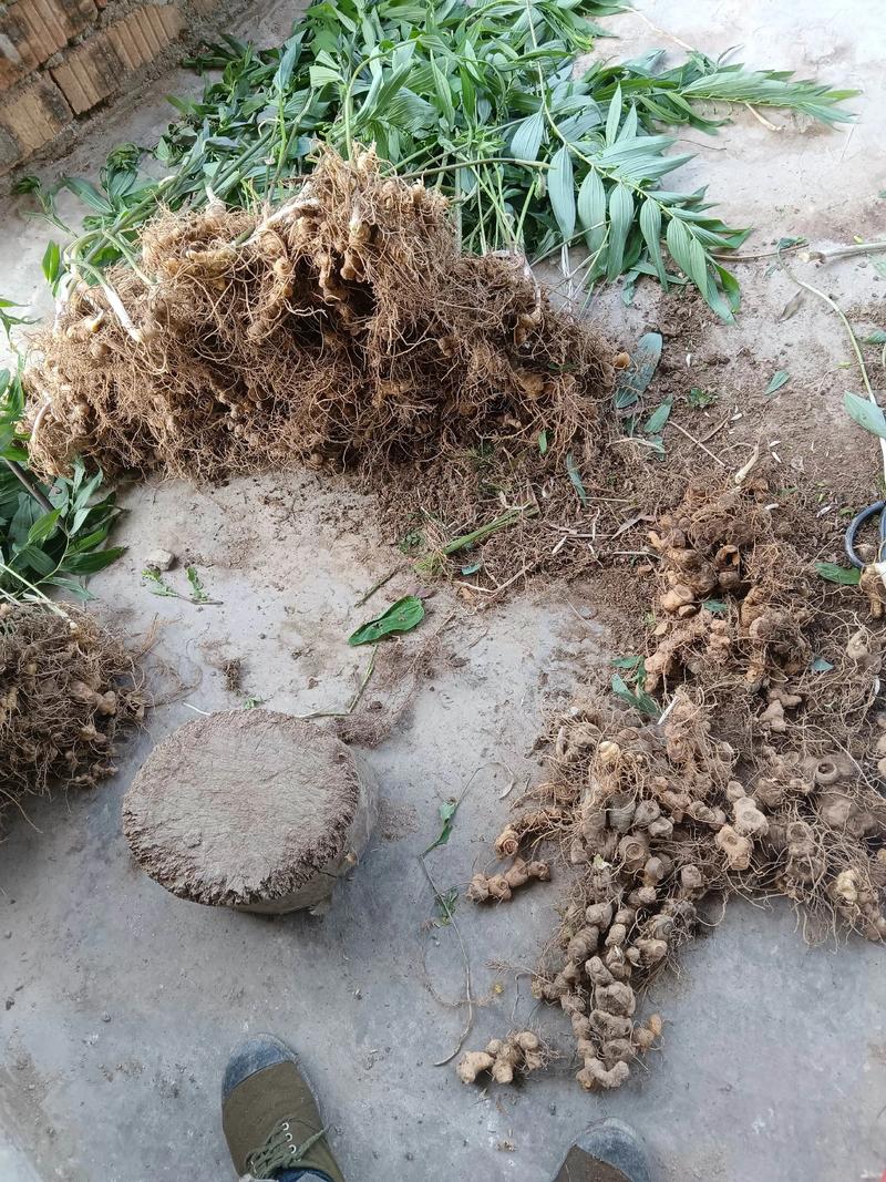 黄精种植技术有哪些？图片怎么种？-图3