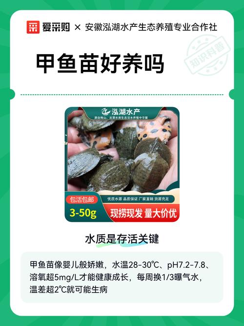 甲鱼幼苗养殖技术要点有哪些？-图1