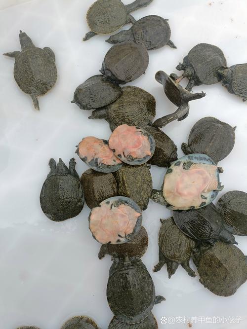 甲鱼幼苗养殖技术要点有哪些？-图2