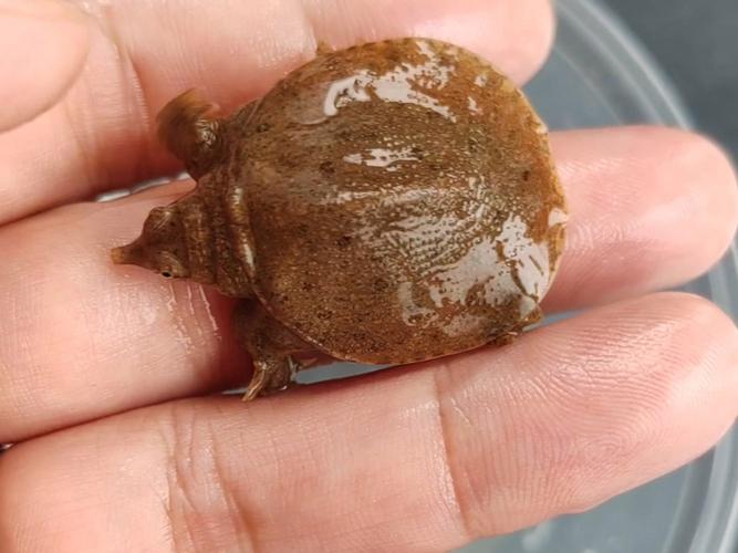 甲鱼幼苗养殖技术要点有哪些？-图3