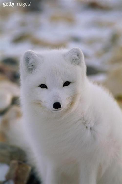 中国狐狸品种有哪些？图片展示全吗？-图1