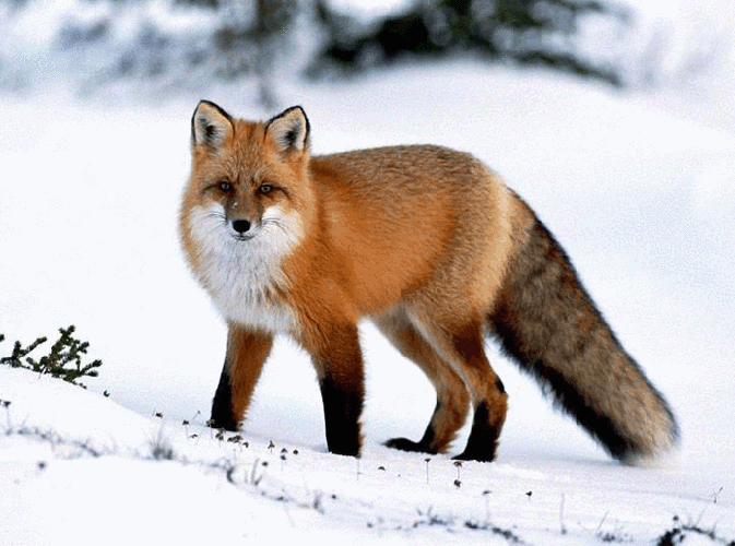 中国狐狸品种有哪些？图片展示全吗？-图2