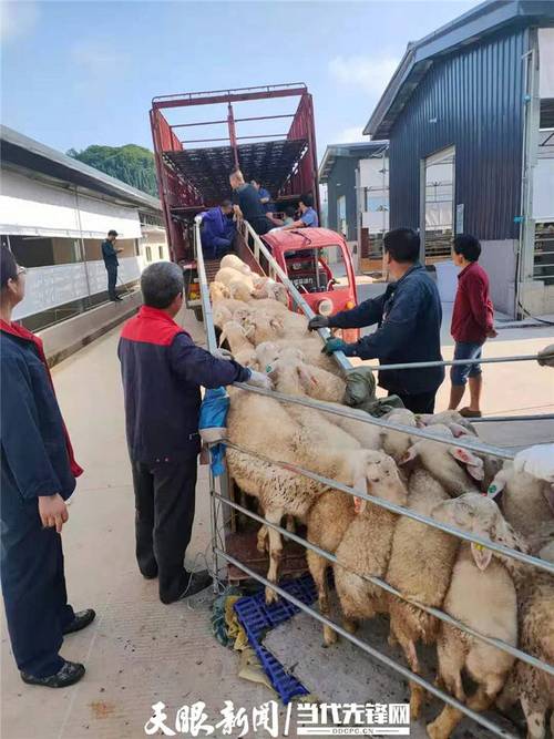 湖羊养殖技术讨论记录-图1