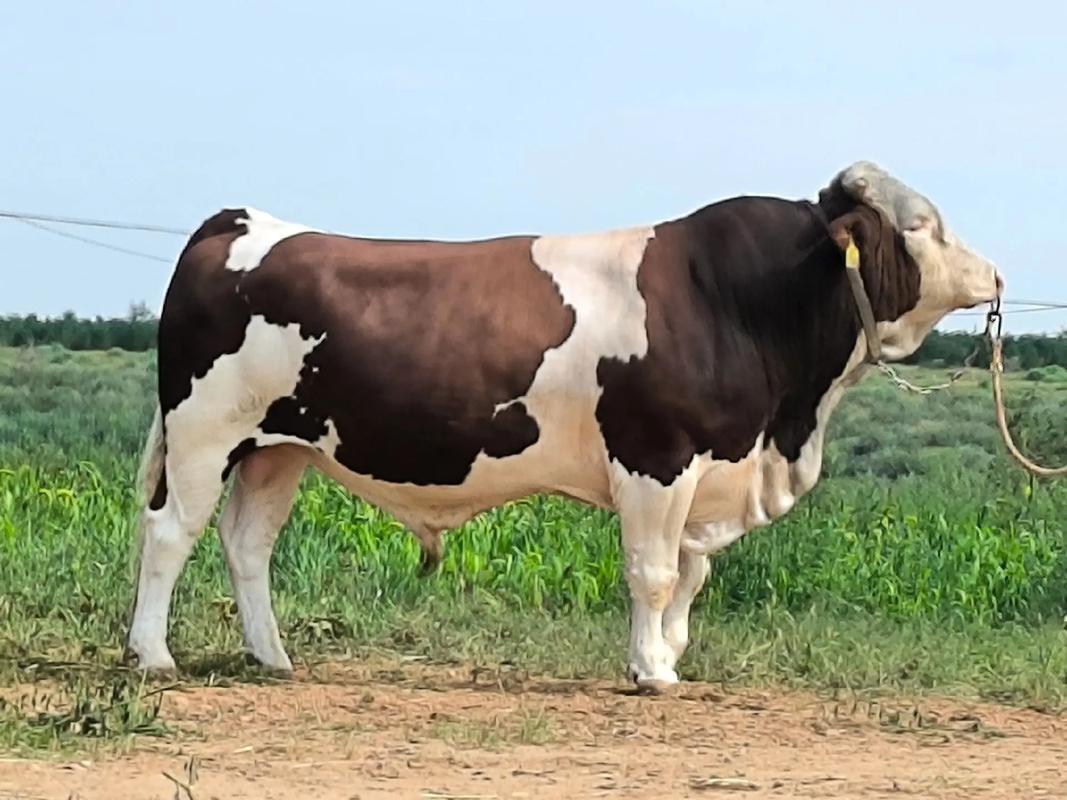 那个肉牛品种生长最快-图2 那个肉牛品种生长最快-图2