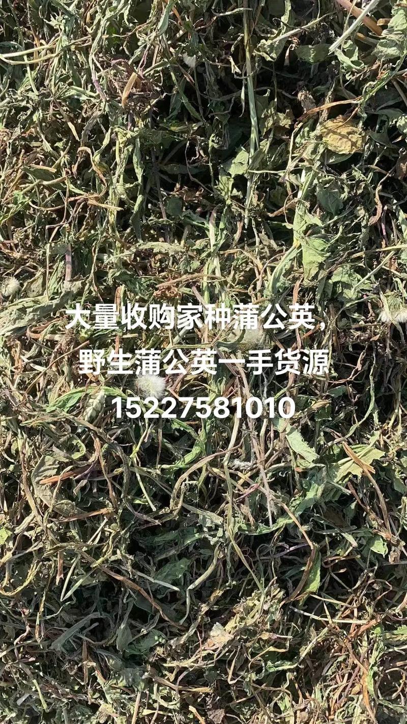 2025年蒲公英价格多少钱一斤？-图1