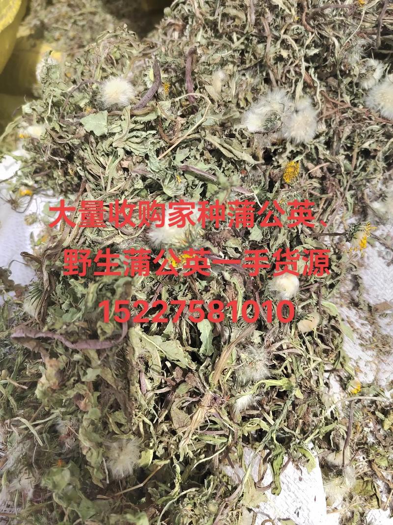 2025年蒲公英价格多少钱一斤？-图2