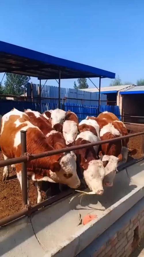 河南西门塔尔牛犊价格多少钱一头？-图3