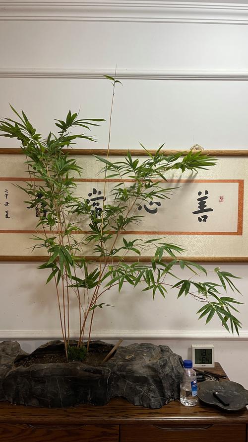 室内竹子品种有哪些？-图2