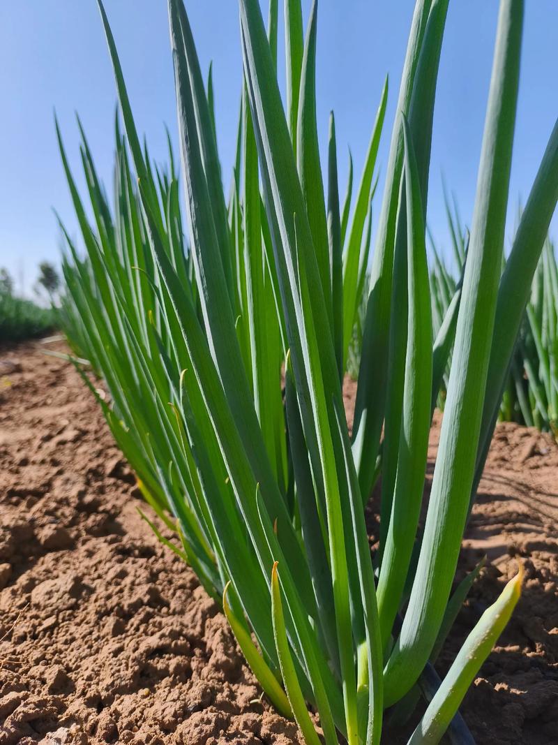 大葱种植全套技术视频-图1 大葱种植全套技术视频-图1