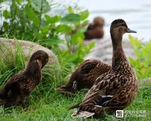 嫁接技术创业，如何从案例走向成功？-图2