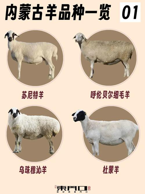 边区莱斯特羊品种标准-图2