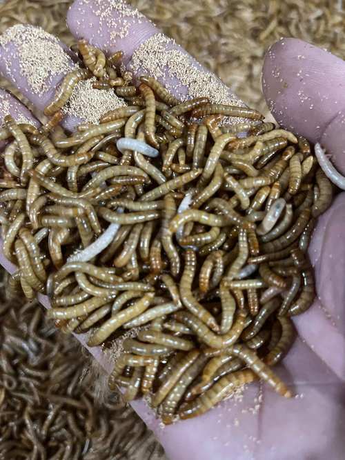 黄鳝养殖喂黄粉虫有哪些技术要点?-图3 黄鳝养殖喂黄粉虫有哪些技术要点?-图3