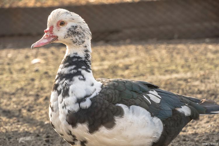 哪些鸭子品种能吃？-图3