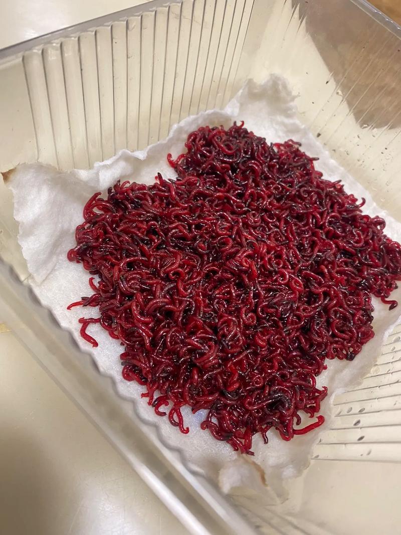 红虫养殖技术有哪些关键步骤？-图2