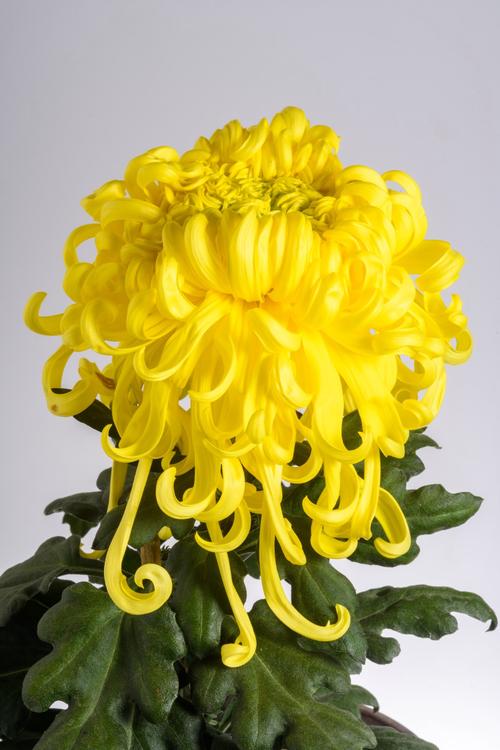 高清名贵菊花品种有哪些？-图2