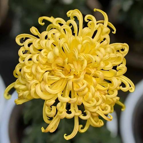 高清名贵菊花品种有哪些？-图3