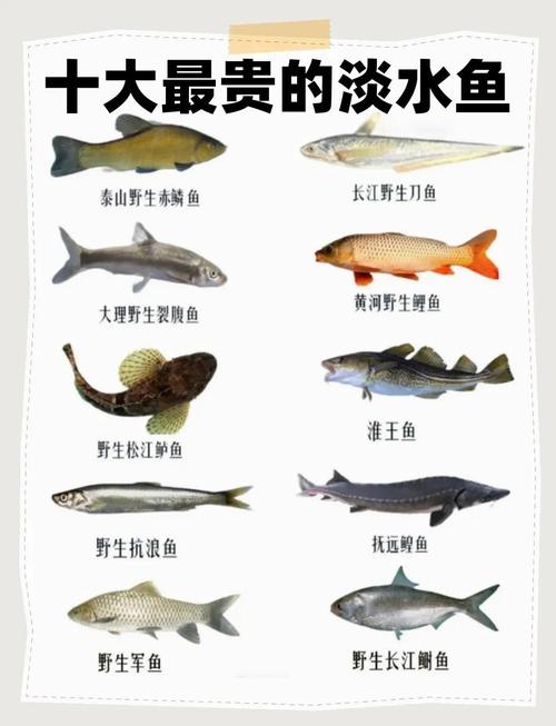 淡水渔业如何养殖高端品种?-图2 淡水渔业如何养殖高端品种?-图2