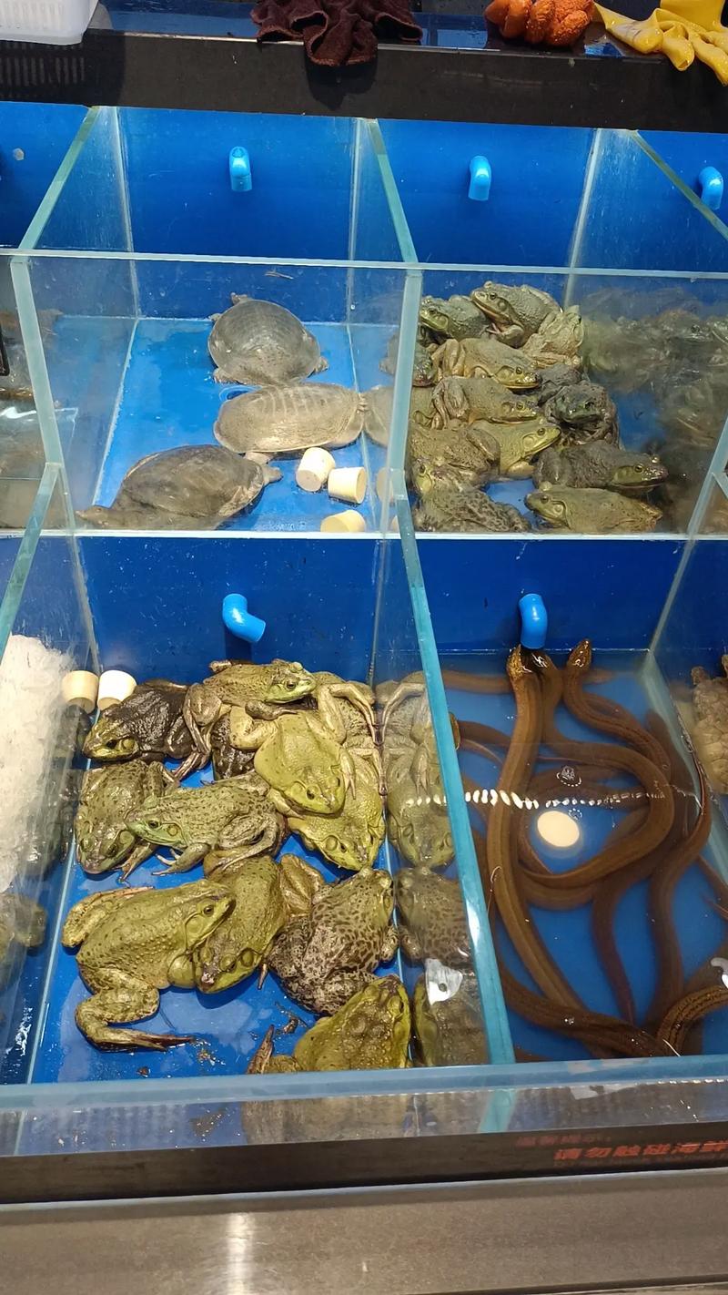 河南牛蛙价格现在多少-图2 河南牛蛙价格现在多少-图2