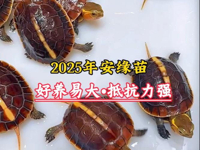 2025年龟价为何波动这么大？-图3