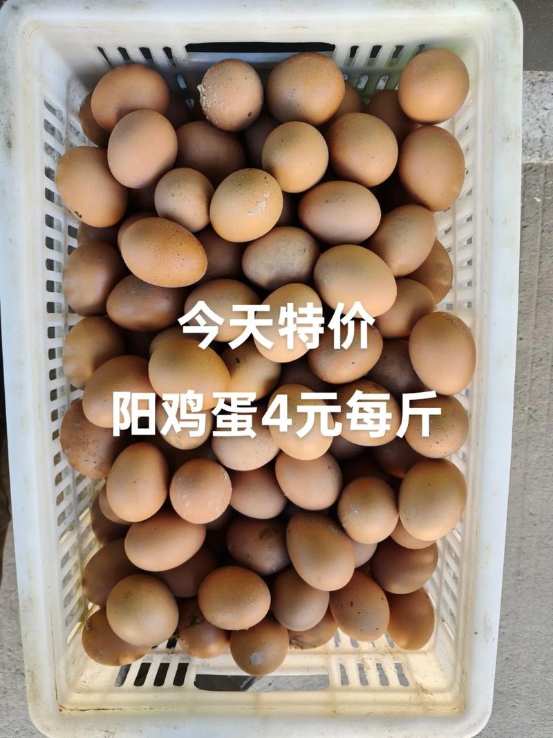 福建邵武今日鸡蛋价格多少钱一斤?-图3 福建邵武今日鸡蛋价格多少钱一斤?-图3