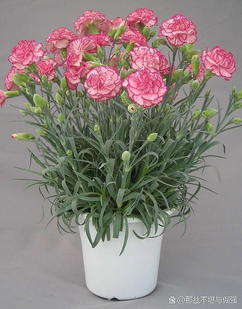 康乃馨品种和图片大全-图2