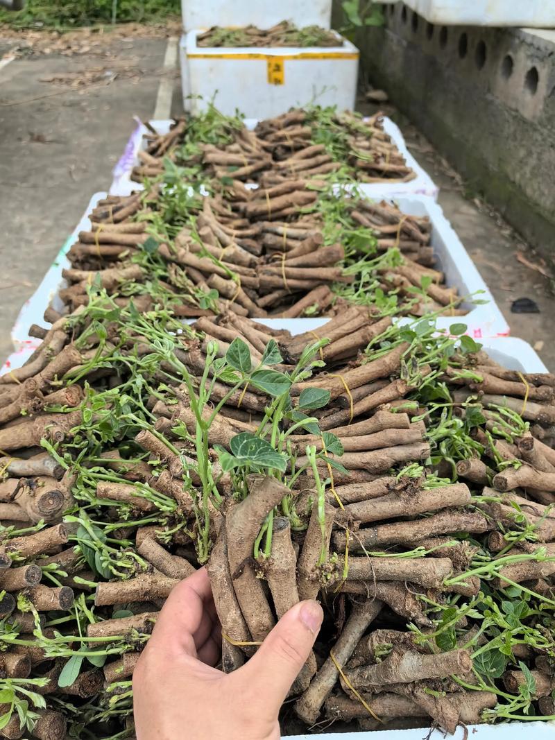 葛根高效种植技术视频-图1