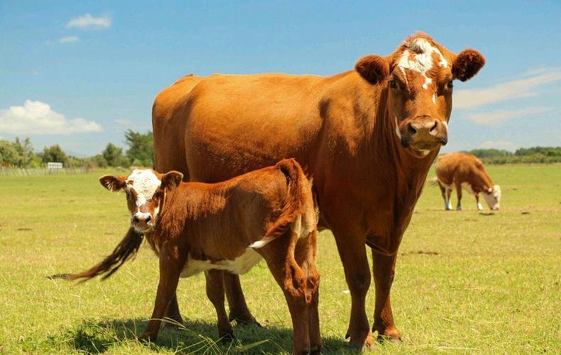 北方适合养什么肉牛品种?-图3 北方适合养什么肉牛品种?-图3
