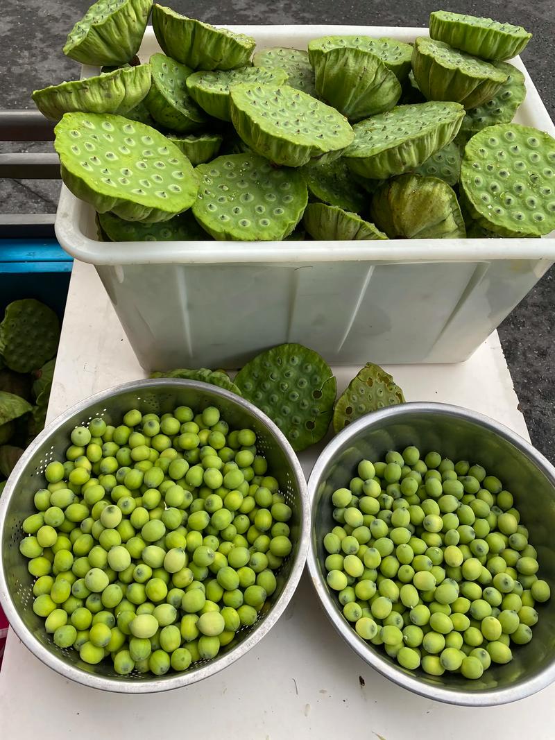 莲子品种有哪些？看图识品种！-图2