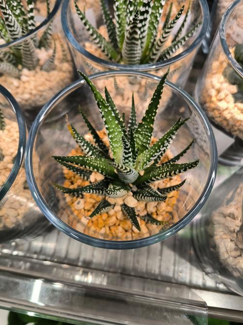 哪些芦荟品种能吃?-图3 哪些芦荟品种能吃?-图3