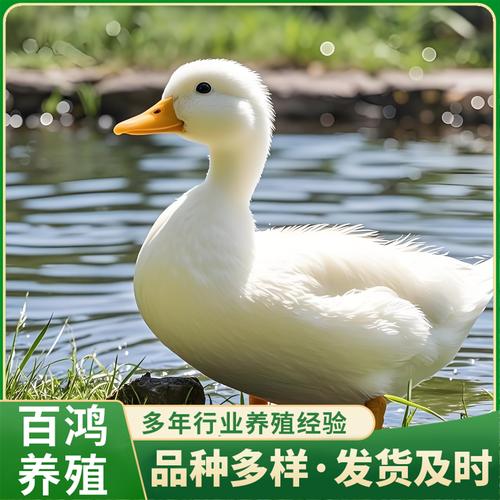 鸭子养殖选什么品种最好?-图1 鸭子养殖选什么品种最好?-图1