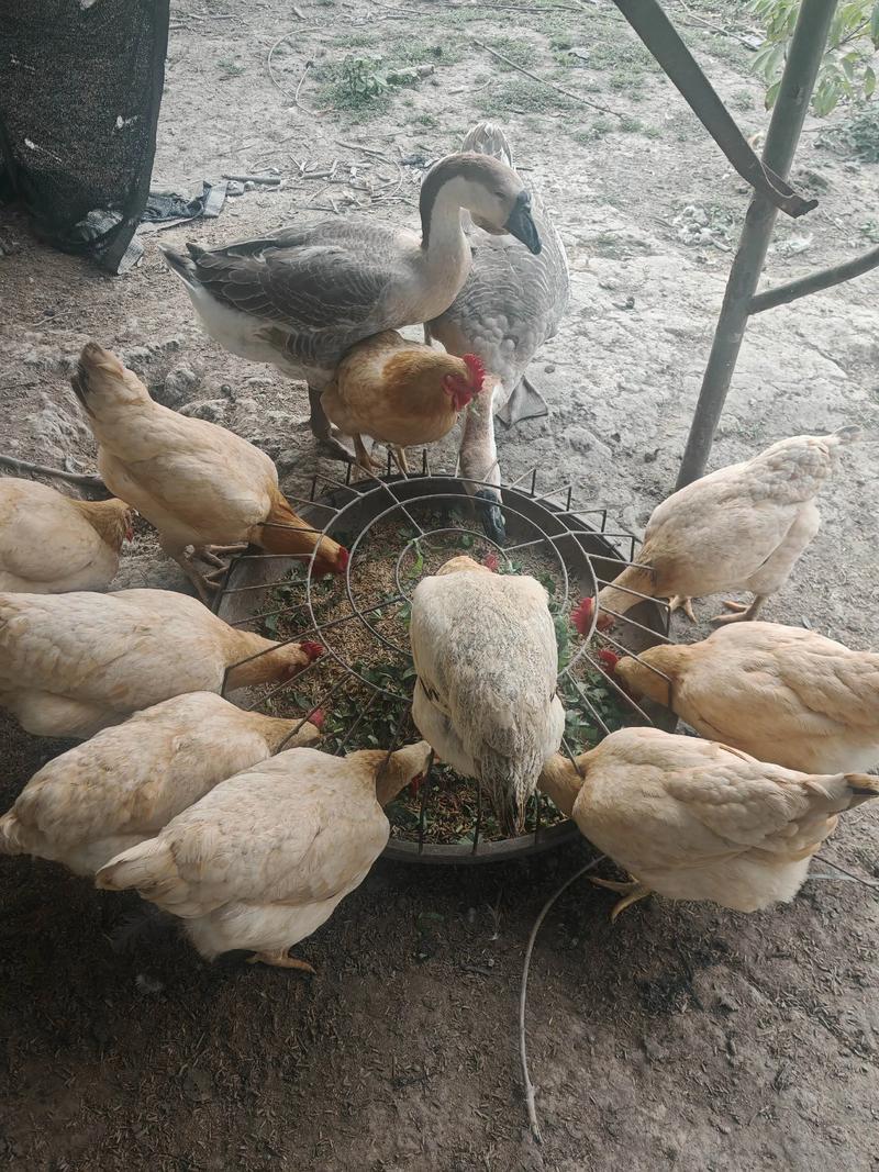 鸭子养殖选什么品种最好?-图3 鸭子养殖选什么品种最好?-图3