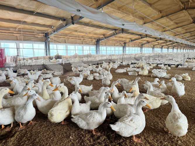 鸭子养殖选什么品种最好?-图2 鸭子养殖选什么品种最好?-图2