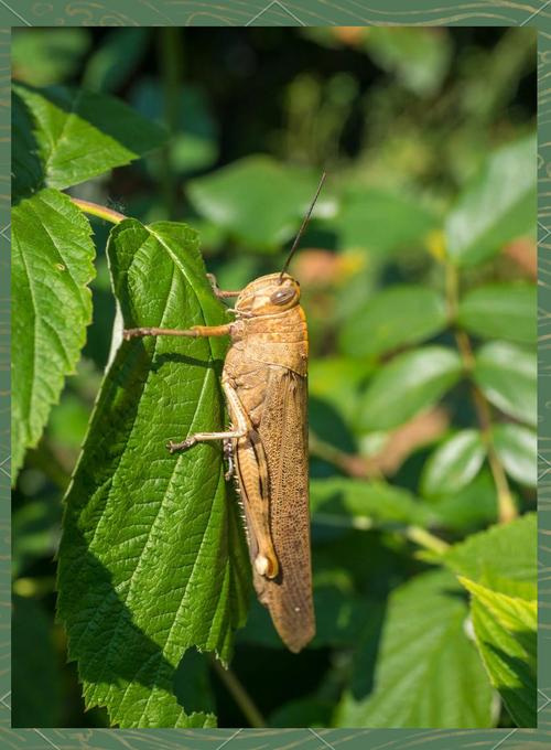 哪些蚂蝗品种能入药?-图3 哪些蚂蝗品种能入药?-图3